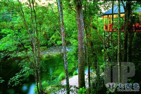 丛林中的树屋旅馆