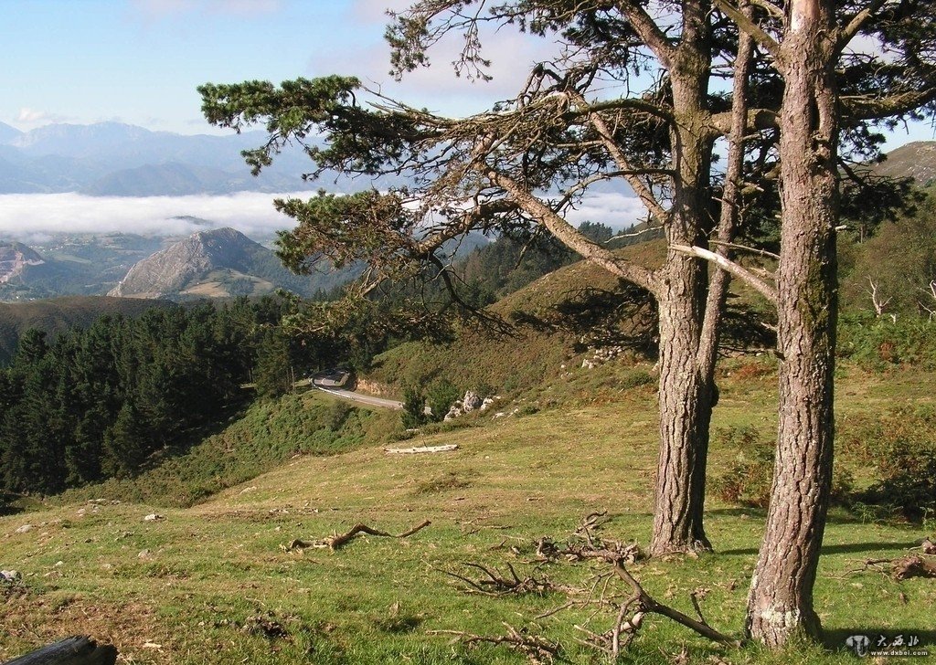 山间大树