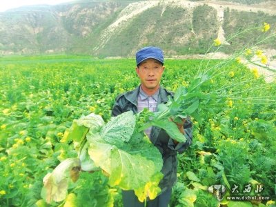 满地都是不包心的娃娃菜