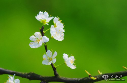 花草