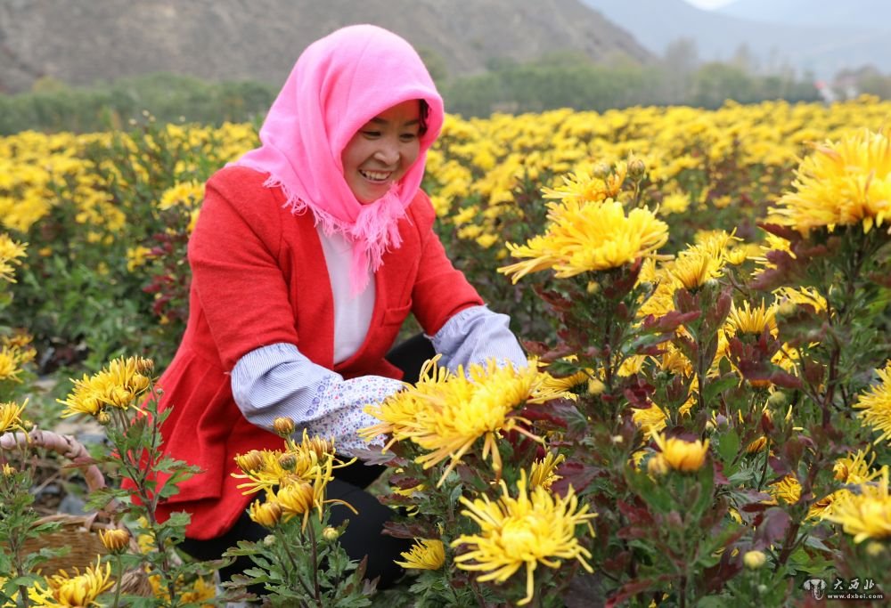 大棚花开渭源助脱贫