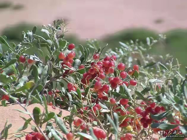 金昌方泉牌沙漠茶获得